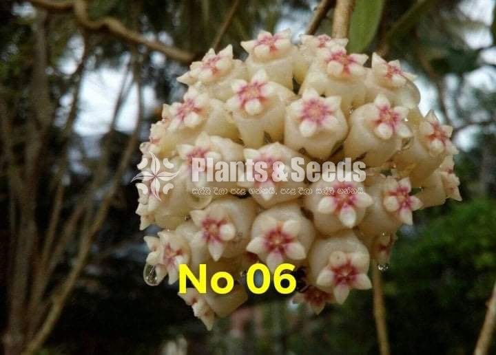 Hoya Plants