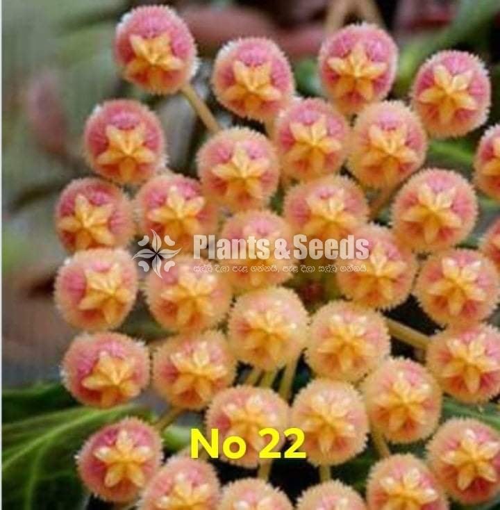 Hoya Plants