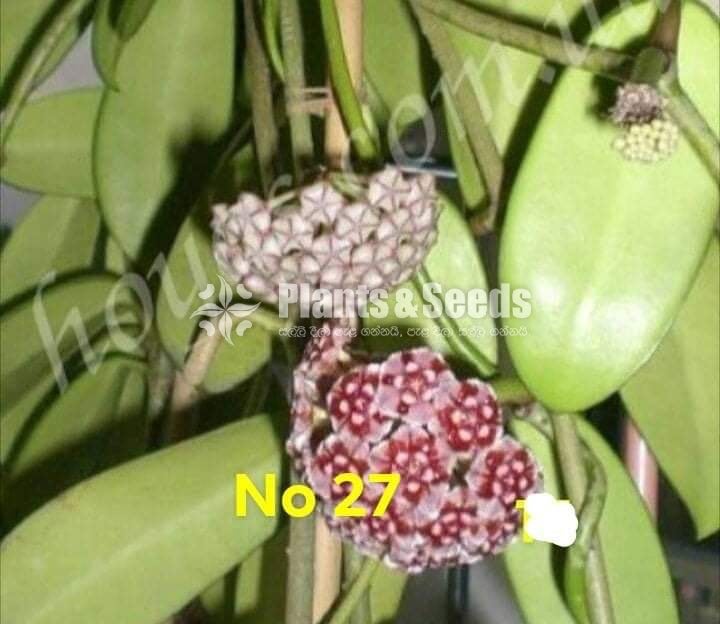 Hoya Plants