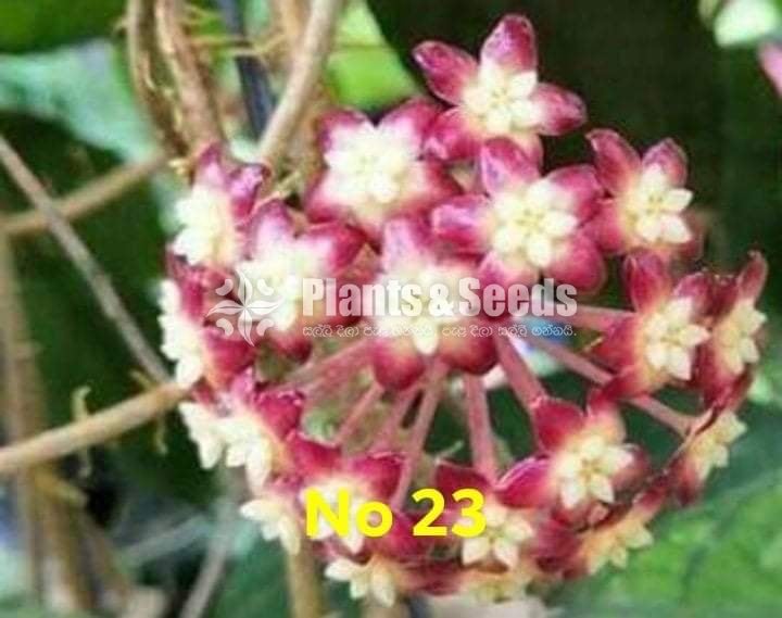 Hoya Plants