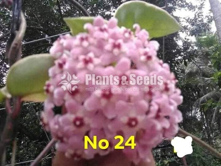 Hoya Plants