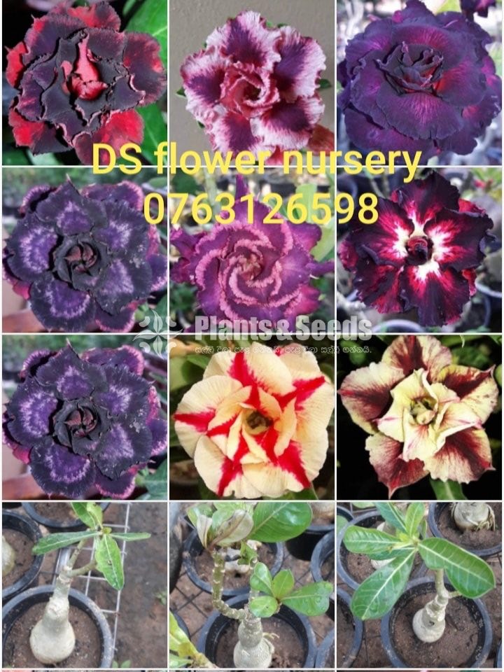 Adenium