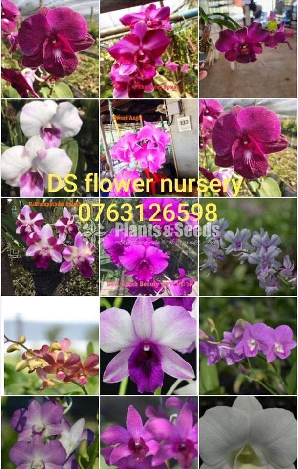 Dendrobium ,Vanda,Pelanopsis ,Cataliya ,Mokara,Foxtail