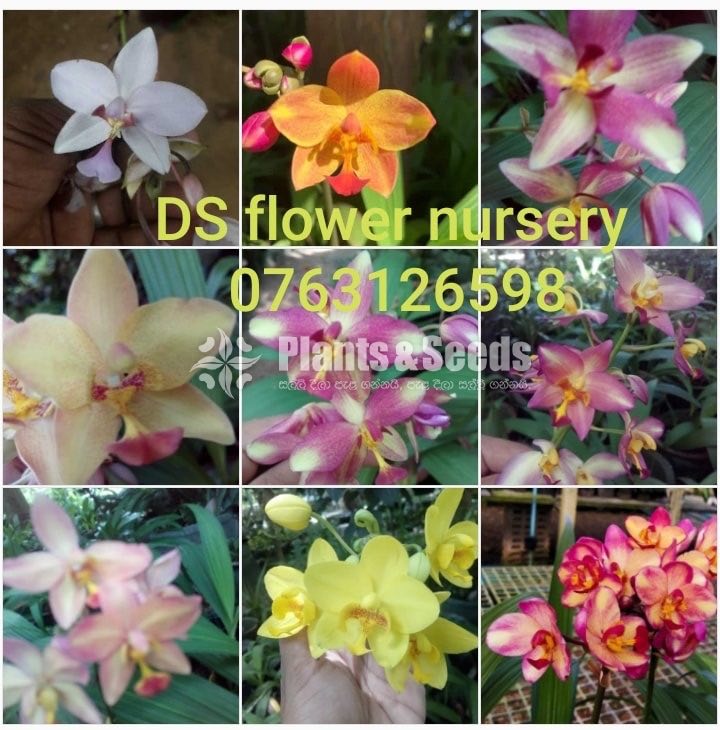 Dendrobium ,Vanda,Pelanopsis ,Cataliya ,Mokara,Foxtail