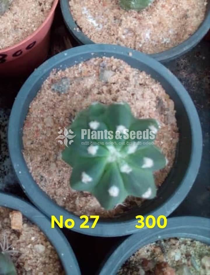 Cactus and Succulents Plants