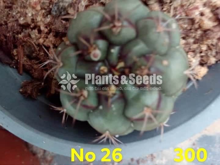 Cactus and Succulents Plants