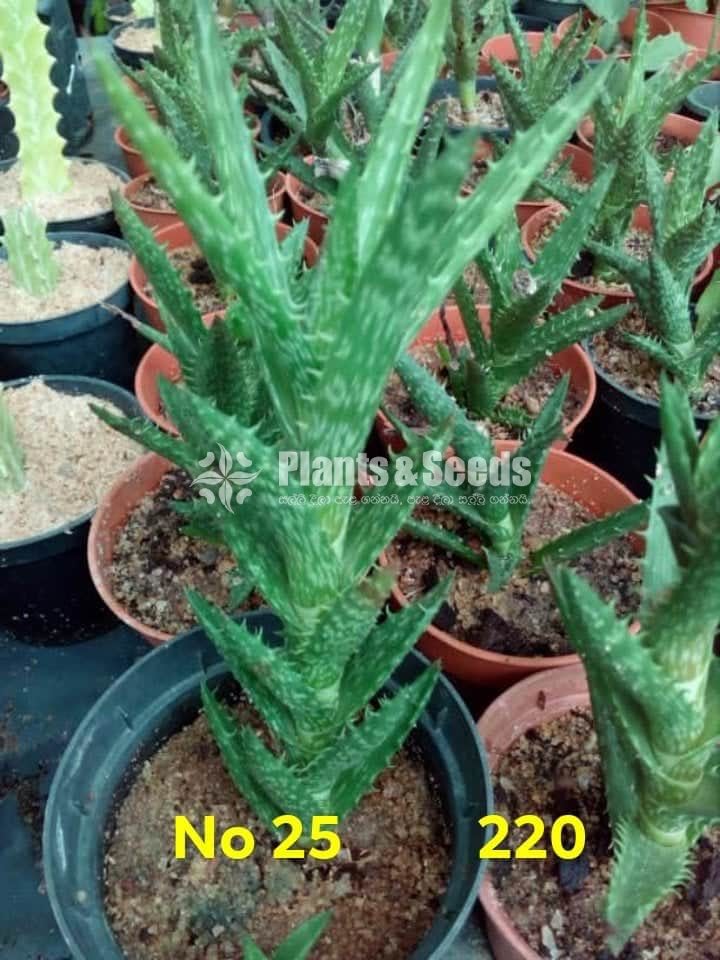 Cactus and Succulents Plants