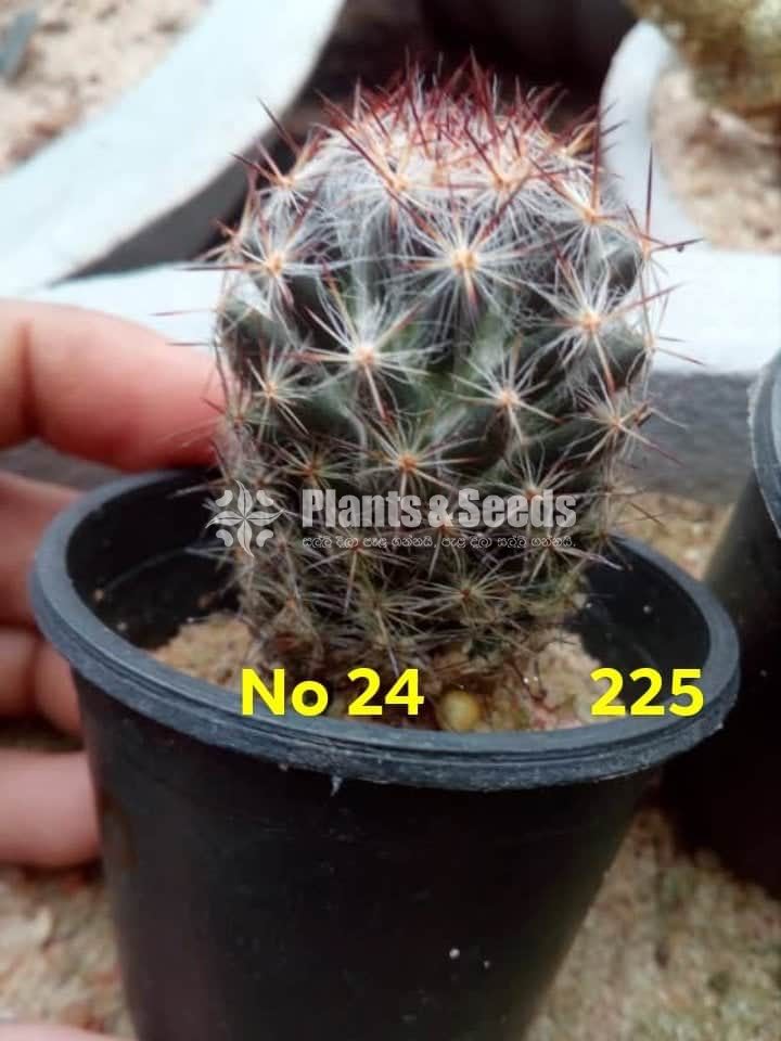 Cactus and Succulents Plants