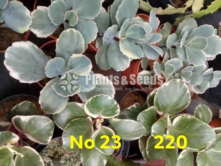 Cactus and Succulents Plants
