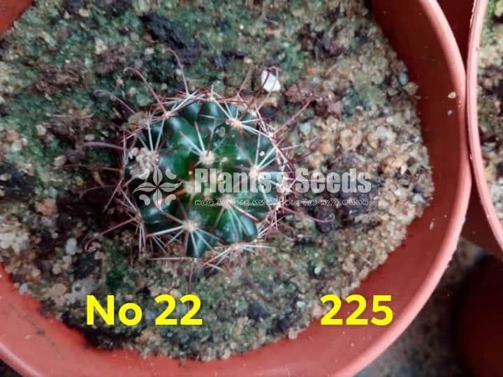 Cactus and Succulents Plants