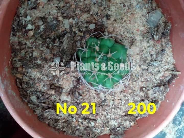 Cactus and Succulents Plants