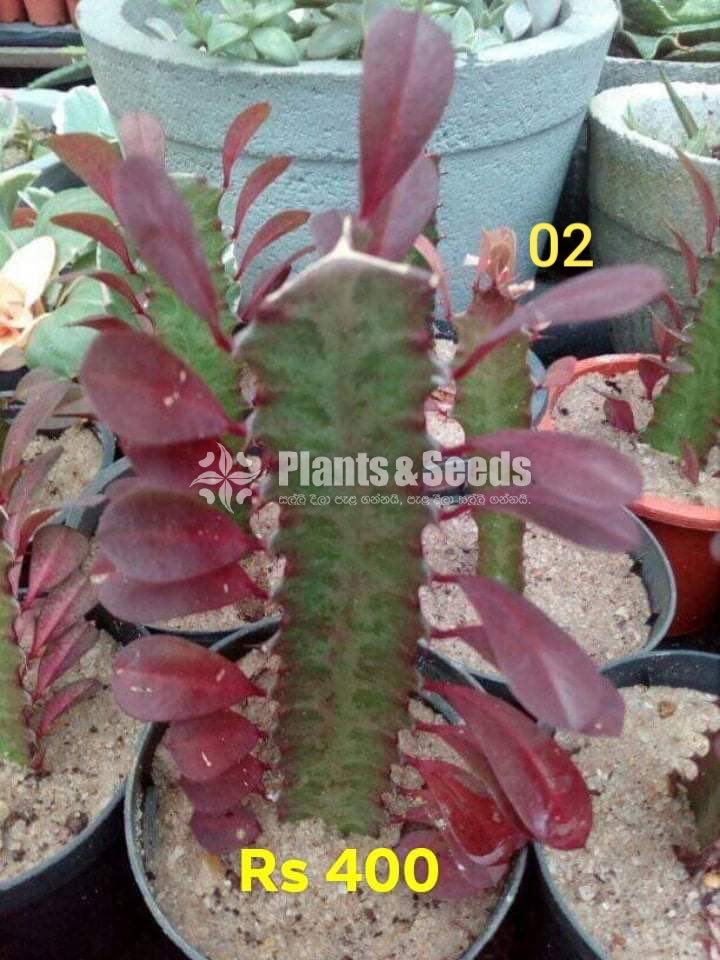 Cactus and Succulents Plants