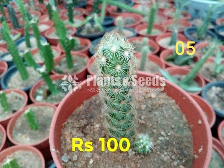 Cactus and Succulents Plants