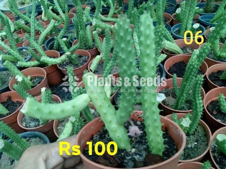 Cactus and Succulents Plants