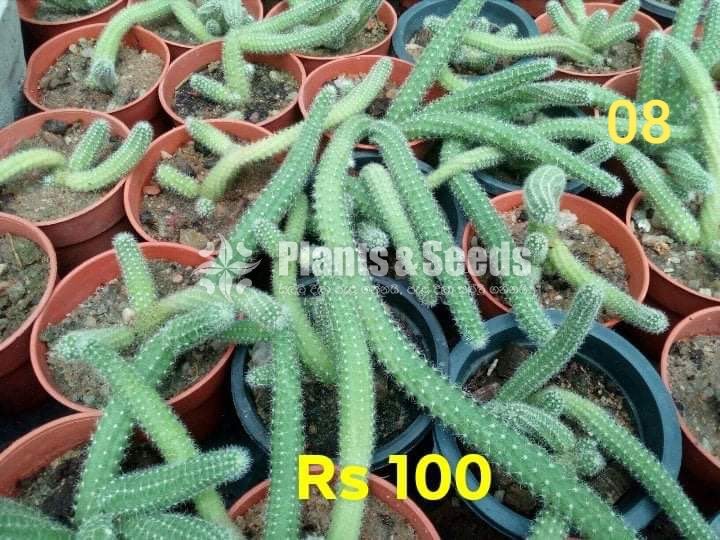 Cactus and Succulents Plants