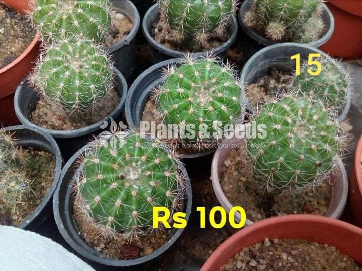 Cactus and Succulents Plants