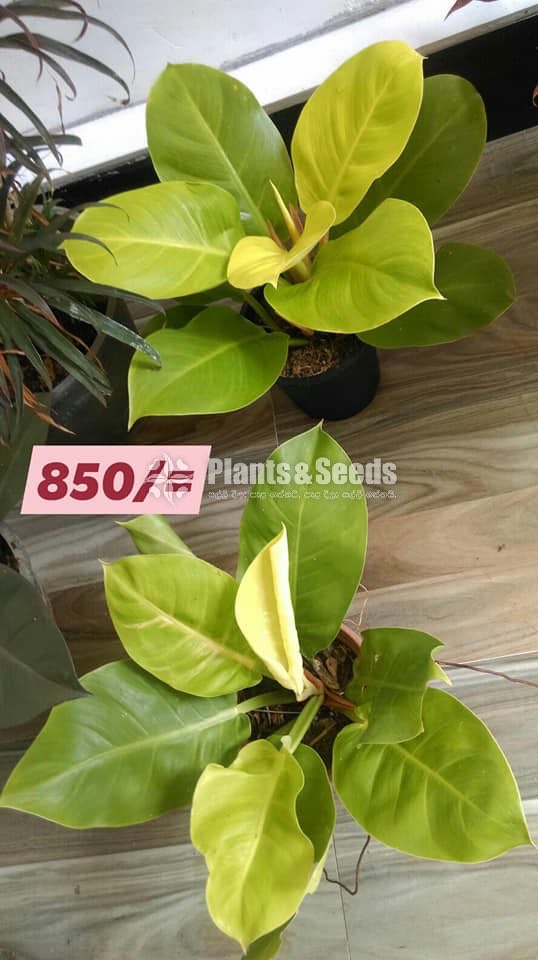 Philodendron moonlight