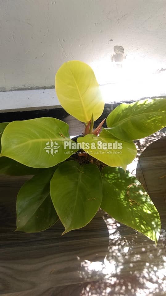 Philodendron moonlight