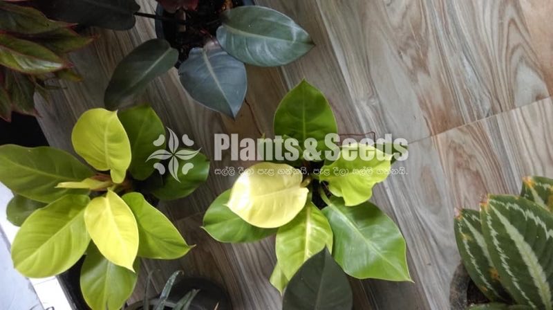 Philodendron moonlight