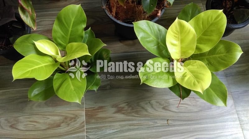 Philodendron moonlight