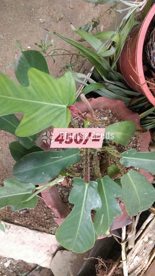 Philodendron 