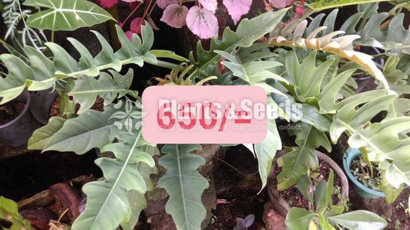 Philodendron 