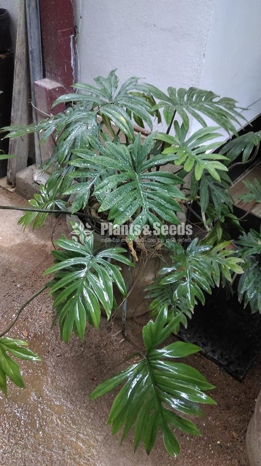 Philodendron 