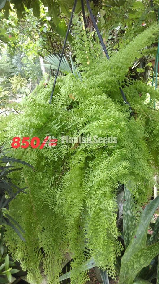 Ferns