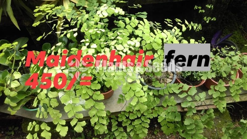 Ferns