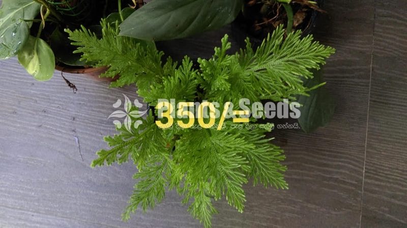 Ferns