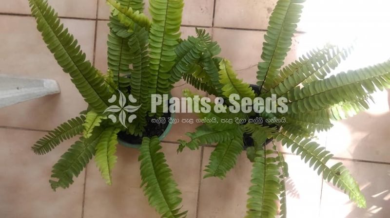 Ferns