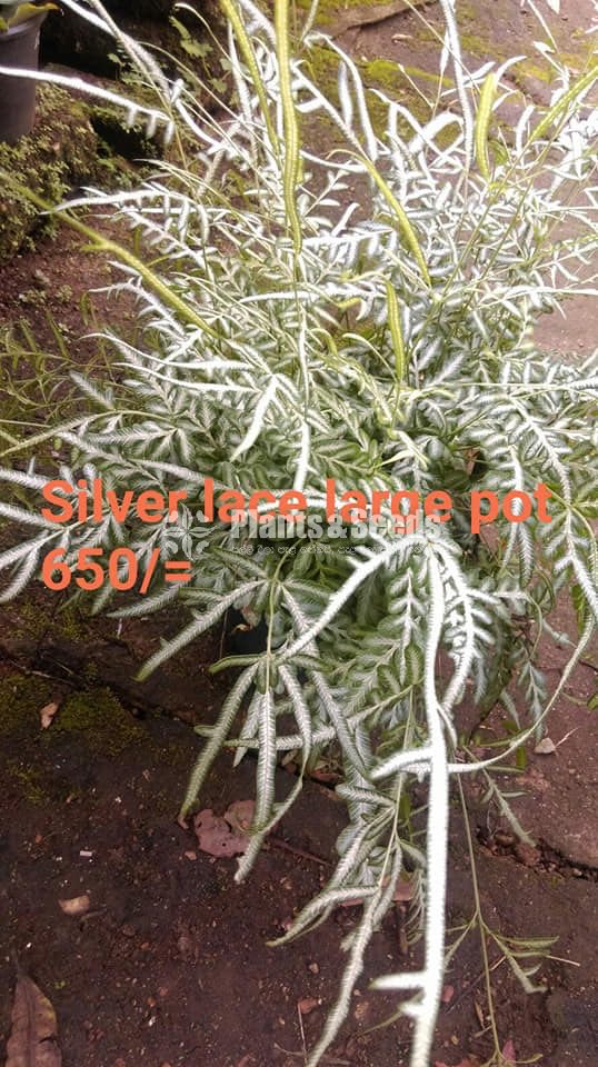 Ferns