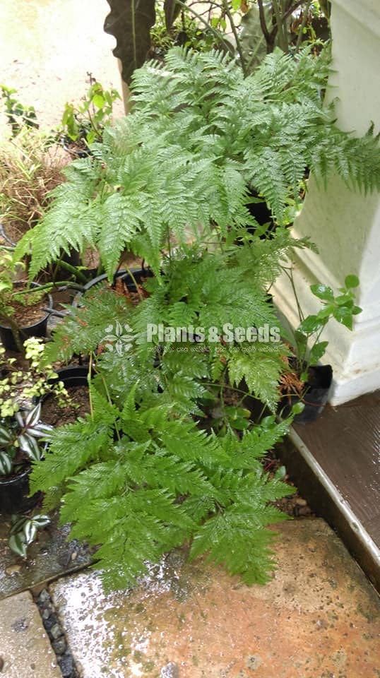Ferns