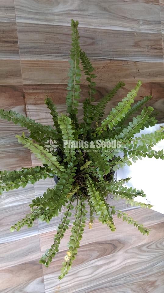 Ferns