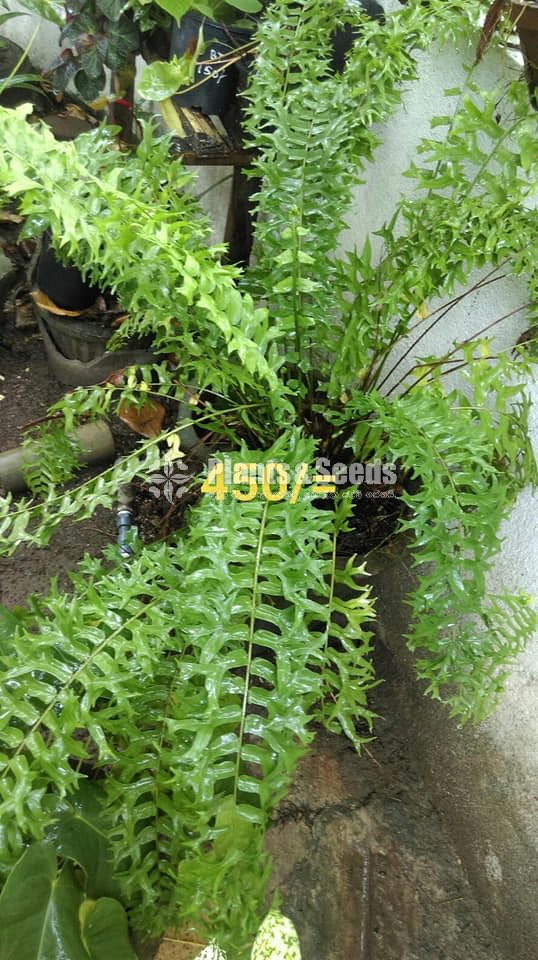 Ferns