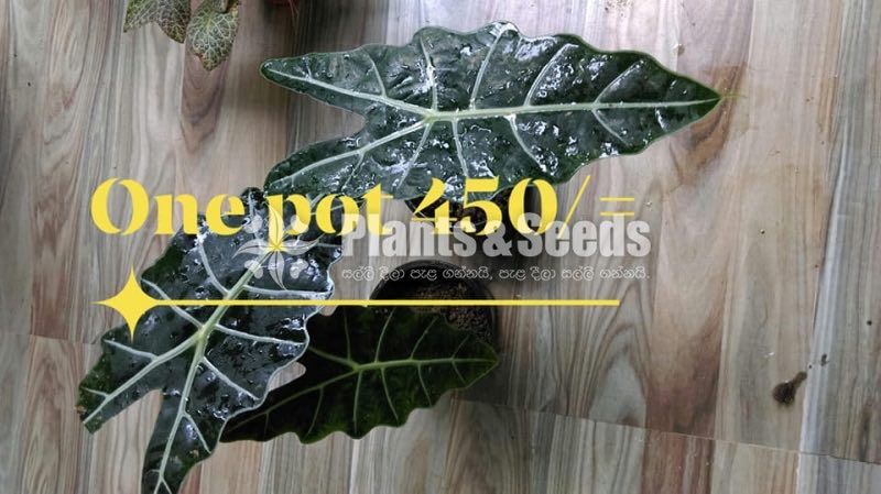 Alocasia polly african mask plant 