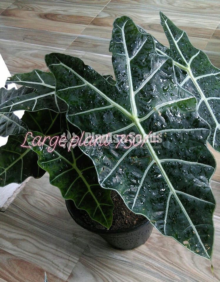 Alocasia polly african mask plant 