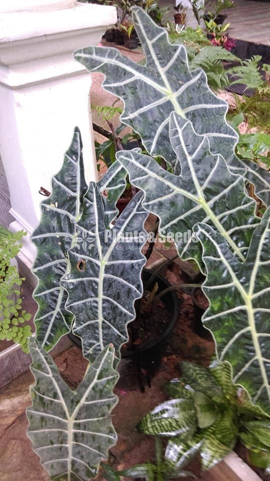 Alocasia polly african mask plant 