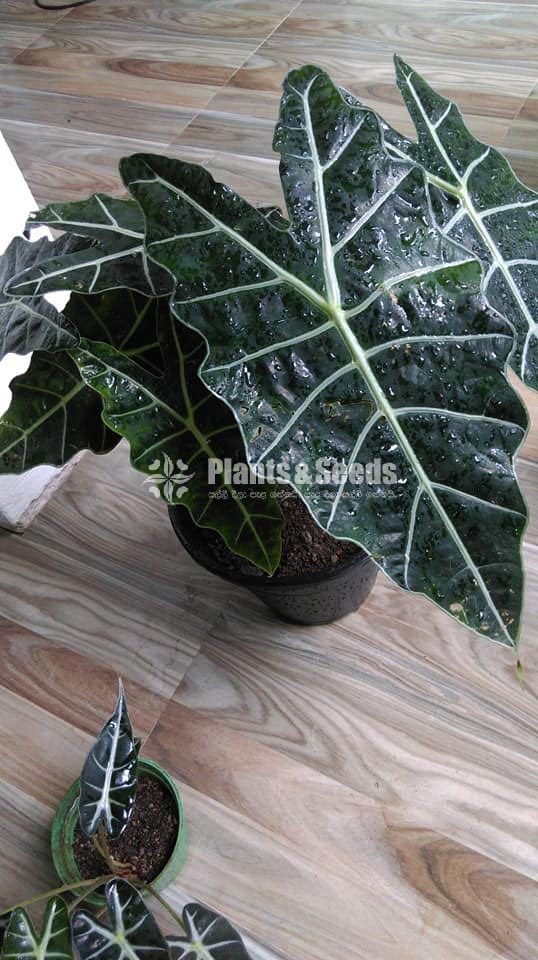 Alocasia polly african mask plant 