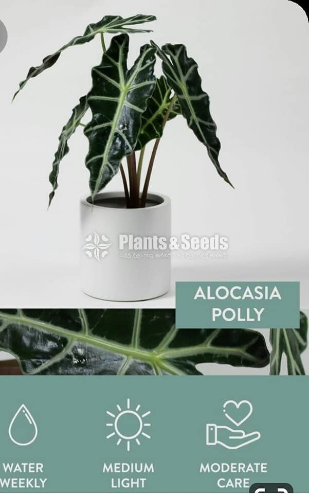 Alocasia polly african mask plant 