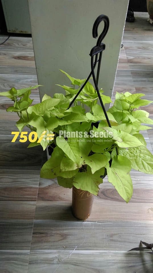 Sweet potato vine and  Black sweet potato vine