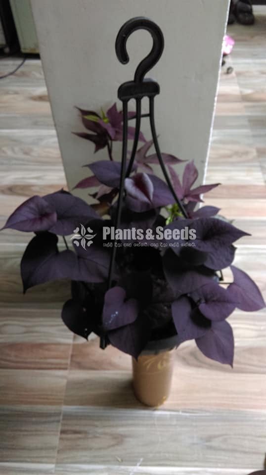 Sweet potato vine and  Black sweet potato vine