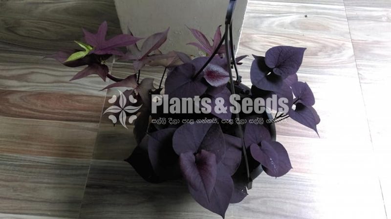 Sweet potato vine and  Black sweet potato vine