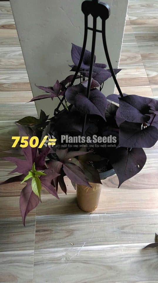 Sweet potato vine and  Black sweet potato vine