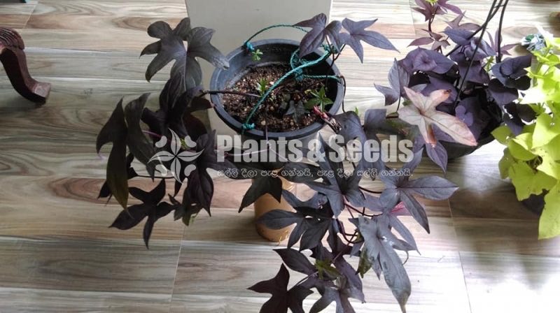 Sweet potato vine and  Black sweet potato vine