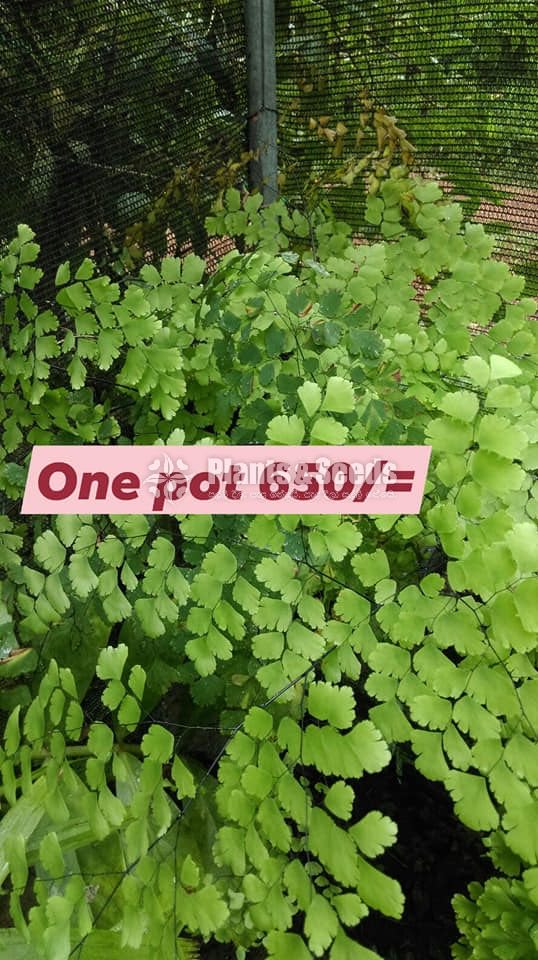 Ferns