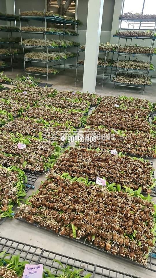 BB Orchids