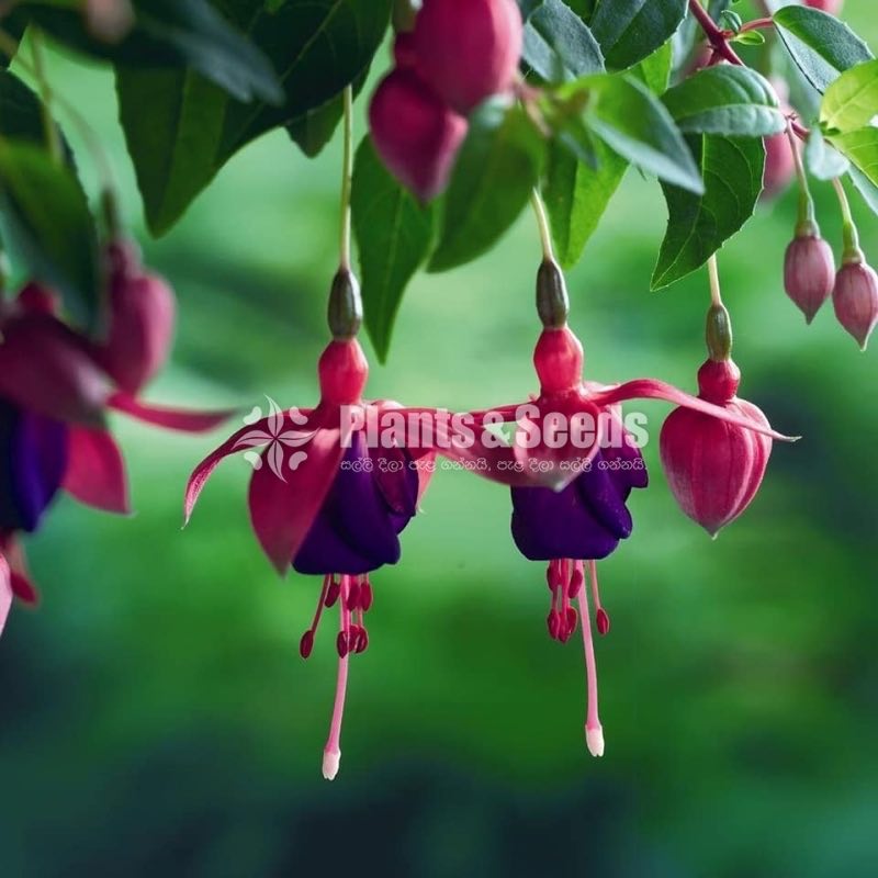  Fuchsia