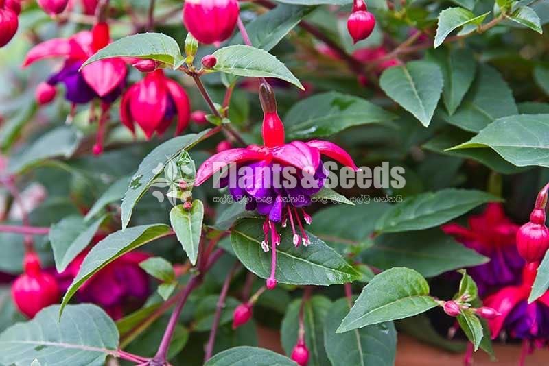  Fuchsia