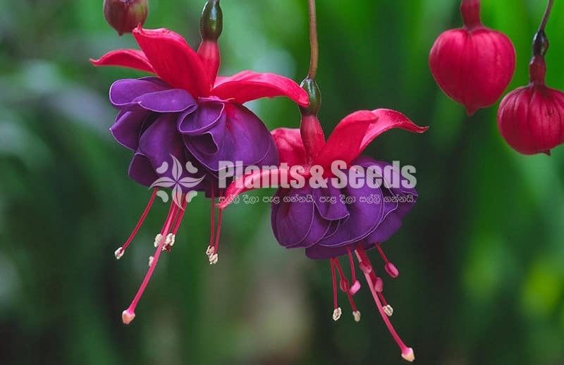  Fuchsia